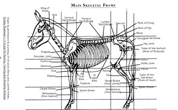 Main Skeletal Frame